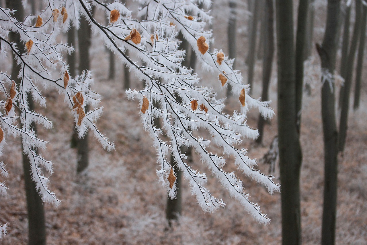 snow branch pixabay.jpg