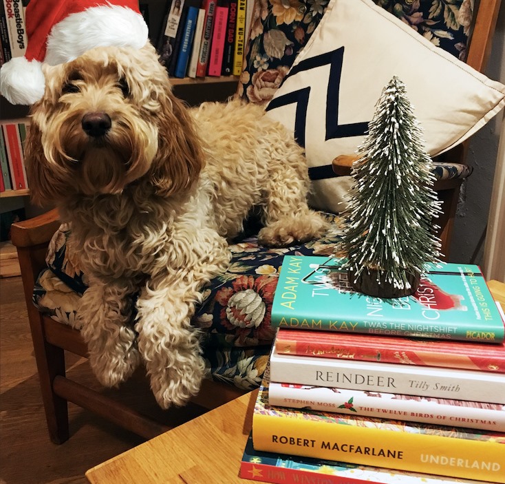 Bookshop Dog